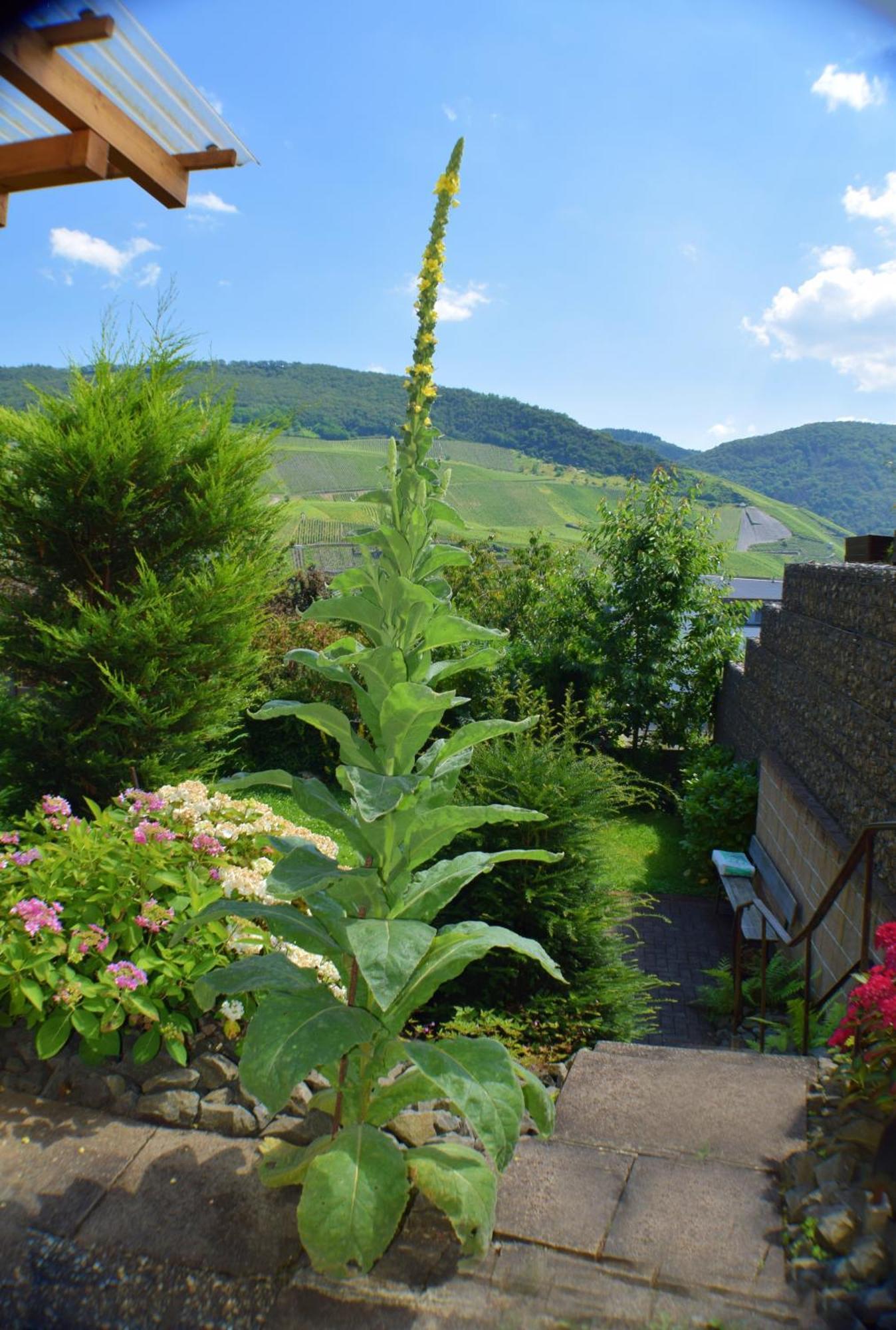 Haus Constanze Apartman Bernkastel-Kues Kültér fotó
